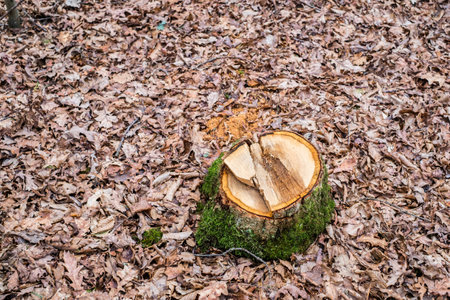Stump of freshly cut tree in forest