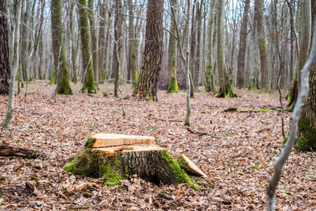 Stump of freshly cut tree in forestの写真素材