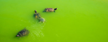 small turtles in green waterの写真素材