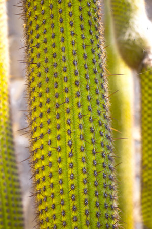 close up shot of a saguaro cactus in Malaga, Spain