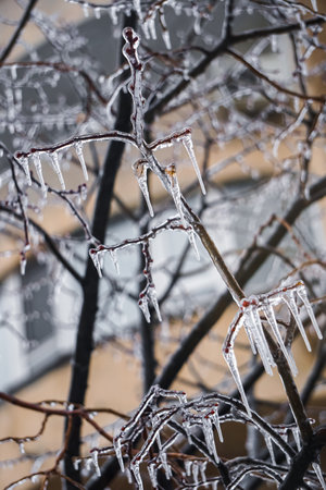 Freezing rain on the branches with red buds
