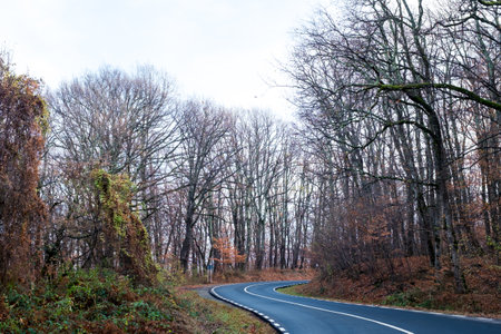 the empty road through the autumn forest