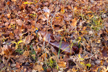 A dirty plastic bottle left in the autumn forest. Plastic waste in the environment. Autumn season. Plastic bottle garbage in a forest.の写真素材