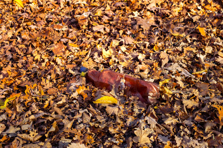 A dirty plastic bottle left in the autumn forest. Plastic waste in the environment. Autumn season. Plastic bottle garbage in a forest.の写真素材
