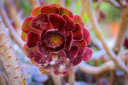 Black Rose Aeonium Desert Plantの写真素材