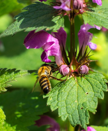 Bee at work on a spring flower.の写真素材