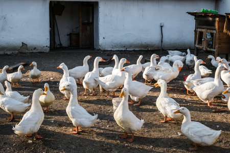 Domestic white goose on a rural farmyard on a autumn dayの写真素材