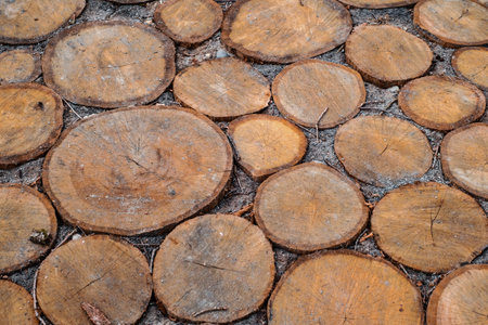 Beautiful walkway made of round slices of a tree trunkの写真素材