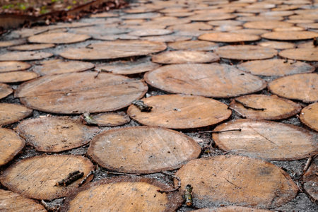 Beautiful walkway made of round slices of a tree trunkの写真素材