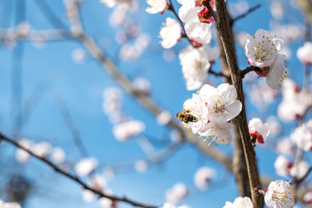 Bees at work on a apricot blossom during springの写真素材