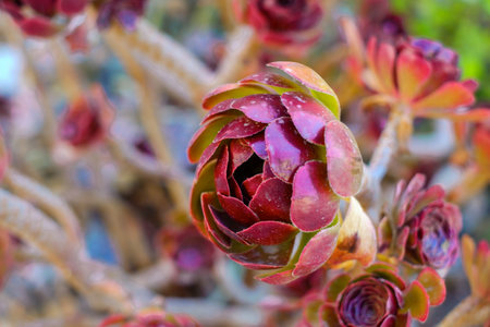 Black Rose Aeonium Desert Plantの写真素材