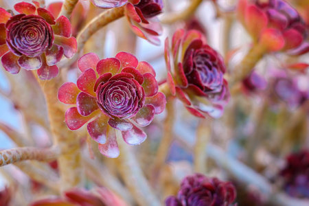 Black Rose Aeonium Desert Plantの写真素材