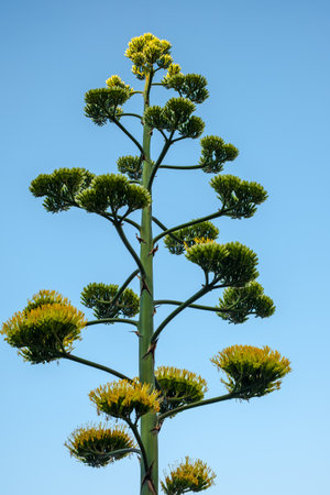 Aloe vera flower and wild vegetationの写真素材