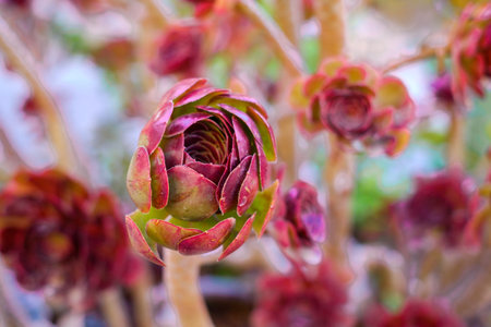 Black Rose Aeonium Desert Plantの写真素材