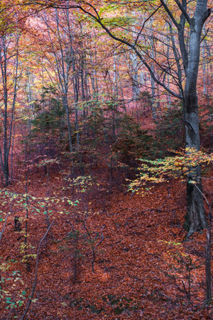 Autumn in the beech forest, Fantanele village, Sibiu county, Romaniaの写真素材