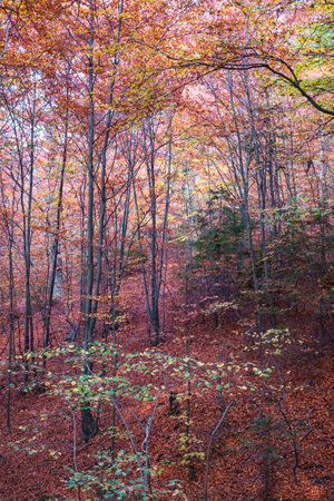 Autumn in the beech forest, Fantanele village, Sibiu county, Romaniaの写真素材