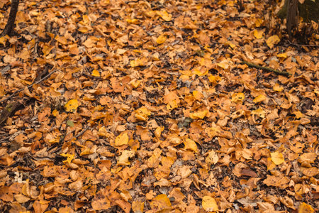 autumn leaves in the forest covering the earthの写真素材