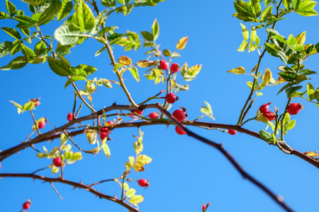 branches with red rosa canina on clear blue skyの写真素材