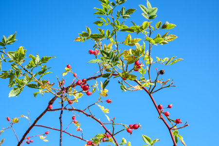 branches with red rosa canina on clear blue skyの写真素材