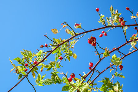 branches with red rosa canina on clear blue skyの写真素材