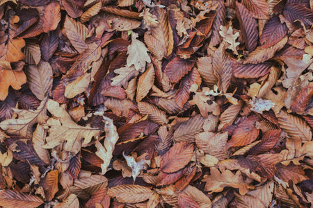 carpet of autumn leaves in the forestの写真素材