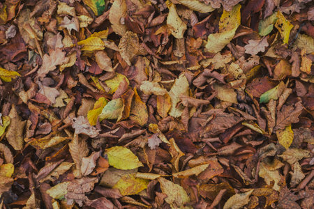 carpet of autumn leaves in the forestの写真素材