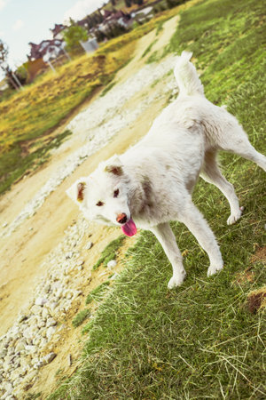 dog without owner in natureの写真素材