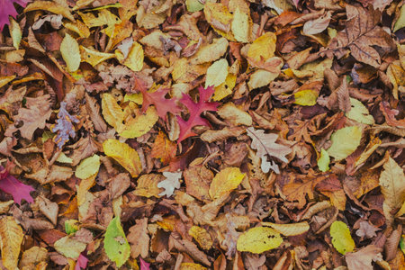 carpet of autumn leaves in the forestの写真素材