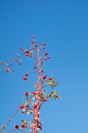 branches with red rosa canina on clear blue skyの写真素材