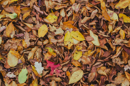 carpet of autumn leaves in the forestの写真素材