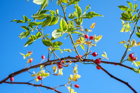 branches with red rosa canina on clear blue skyの写真素材