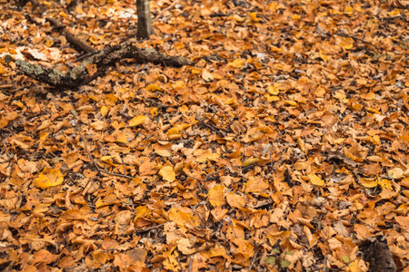 autumn leaves in the forest covering the earthの写真素材