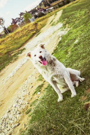 dog without owner in natureの写真素材
