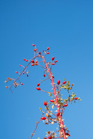 branches with red rosa canina on clear blue skyの写真素材