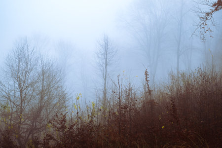Early morning in the beech forest with fog, Cindrel mountains, Romaniaの写真素材