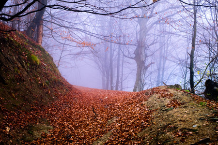 Early morning in the beech forest with fog, Cindrel mountains, Romaniaの写真素材