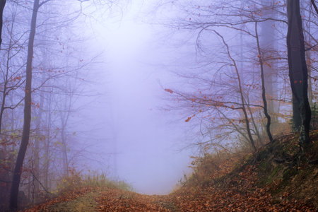 Early morning in the beech forest with fog, Cindrel mountains, Romaniaの写真素材