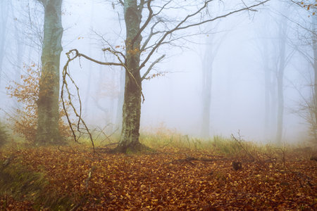 Early morning in the beech forest with fog, Cindrel mountains, Romaniaの写真素材