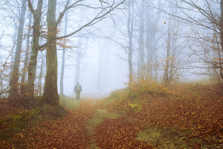 Early morning in the beech forest with fog, Cindrel mountains, Romaniaの写真素材