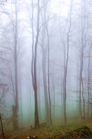 Early morning in the beech forest with fog, Cindrel mountains, Romaniaの写真素材
