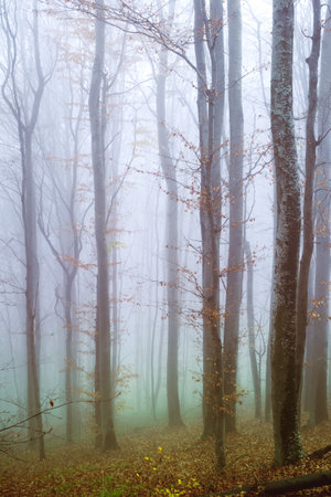 Early morning in the beech forest with fog, Cindrel mountains, Romaniaの写真素材