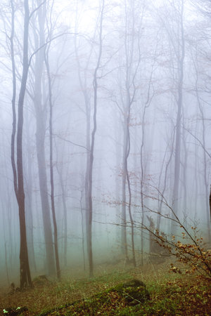 Early morning in the beech forest with fog, Cindrel mountains, Romaniaの写真素材