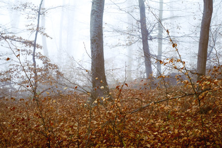 Early morning in the beech forest with fog, Cindrel mountains, Romaniaの写真素材