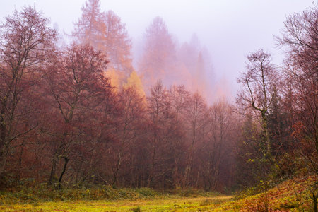 Early morning in the beech forest with fog, Cindrel mountains, Romaniaの写真素材