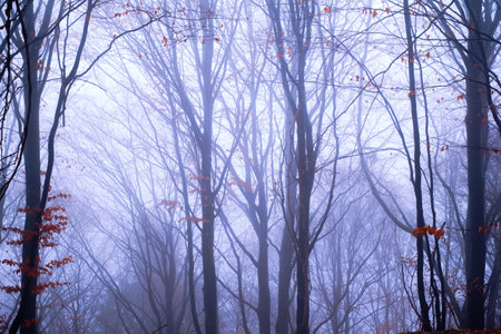 Early morning in the beech forest with fog, Cindrel mountains, Romaniaの写真素材