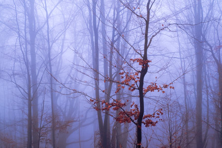 Early morning in the beech forest with fog, Cindrel mountains, Romaniaの写真素材