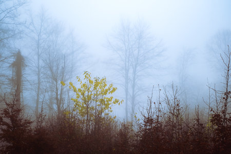 Early morning in the beech forest with fog, Cindrel mountains, Romaniaの写真素材