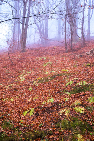 Early morning in the beech forest with fog, Cindrel mountains, Romaniaの写真素材
