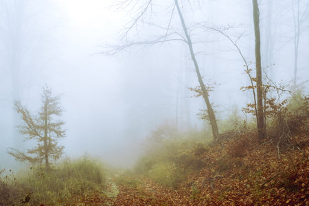 Early morning in the beech forest with fog, Cindrel mountains, Romaniaの写真素材