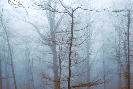 Early morning in the beech forest with fog, Cindrel mountains, Romaniaの写真素材